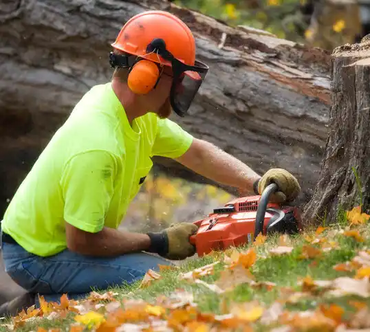 tree services Emerald Isle